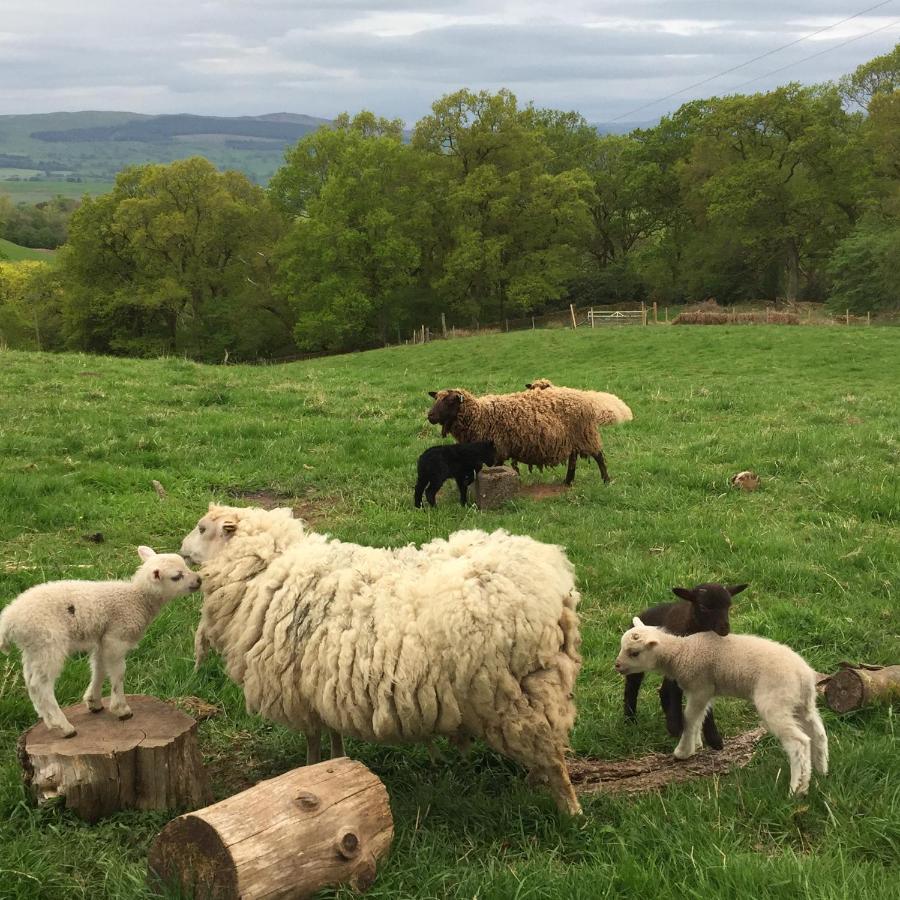 Willow Cottage, Gilchristland Organic Farm Holiday home *